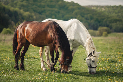 JORVET EMBUDO GRANDE EQUIVET - Fauna Panamá