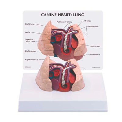 MODELO DEL CORAZON CP JORVET PO USA J0773