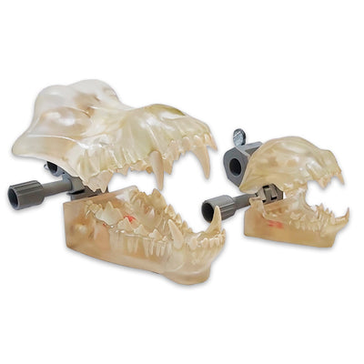 JORVET SET DE MODELOS DENTALES LIMPIOS CP